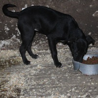 photo de livraison pour Beta Zajecar
