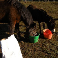 photo de livraison pour Les Sans Famille