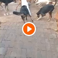 photo de livraison pour Comme Chiens et Chats Maroc