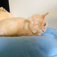 photo de livraison pour Vallée des Chats