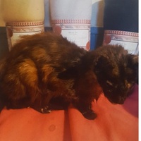 photo de livraison pour Larmes de Chats