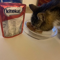 photo de livraison pour Bien vivre avec les Chats Sallélois