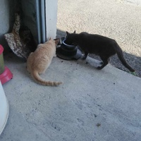 photo de livraison pour Chat L'Heureux Chat l'Ange et Cie