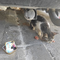 photo de livraison pour Les Chats libres de Calvisson