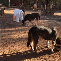 photo de livraison pour Help Adopt Moroccan Animals