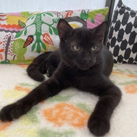 photo de livraison pour Association Des  Chats  De Hyeres