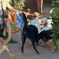 photo de livraison pour Le Coeur sur la Patte