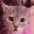 photo animal