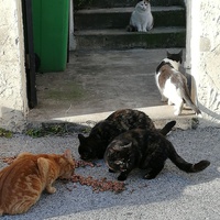 photo de livraison pour Ch'tatrap