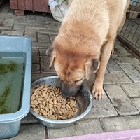 photo de livraison pour Civic Initiative Kane Korzo Skopje