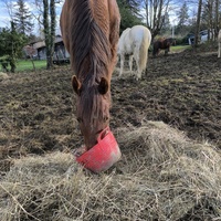 photo de livraison pour Les Crinières de Salherm