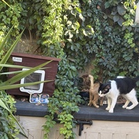 photo de livraison pour Chat Gratouille