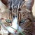 photo animal