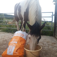 photo de livraison pour Happy Horse Day
