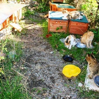 photo de livraison pour Amis des Chats de Port-Vendre