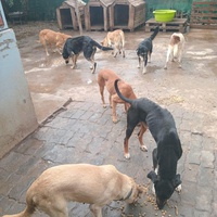 photo de livraison pour Comme Chiens et Chats Maroc