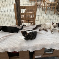photo de livraison pour Association Des  Chats  De Hyeres