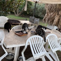 photo de livraison pour STREET CATS