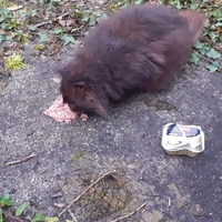 photo de livraison pour Association Chats Errants Val de Nièvre