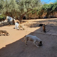 photo de livraison pour Help Adopt Moroccan Animals