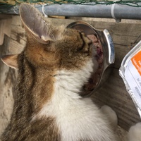 photo de livraison pour Les Chats Libres Condom 32