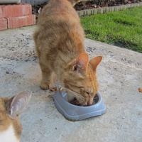 photo de livraison pour Association AmiCat