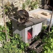 photo de livraison pour Les Chats Perchés de Mirmande