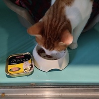 photo de livraison pour Chiens, Chats et Cie