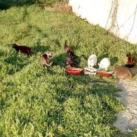 photo de livraison pour Les chats Port-Saint-Louisiens