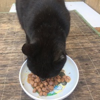 photo de livraison pour Ecole du Chat des Alpilles