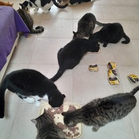 photo de livraison pour Les Amis de Michouette