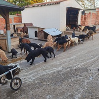 photo de livraison pour ПРИХВАТИЛИШТЕ ДРАЖЕВАЦ