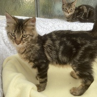 photo de livraison pour Association Des  Chats  De Hyeres