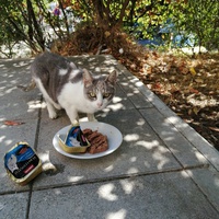 photo de livraison pour L'Ecole du Chat Istreen