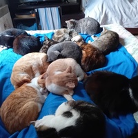 photo de livraison pour Les Félins Concitoyens de Saint Eliph