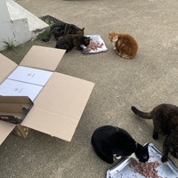photo de livraison pour SADF (Sauvetage des animaux domestiques de France)