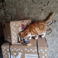 photo de livraison pour Les Chats'nonymes