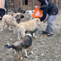 photo de livraison pour Saving Orphaned Souls Sheila's Animal Rescue Mission
