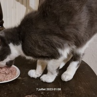 photo de livraison pour Chats Libres des Hauts Cantons de l'Hérault