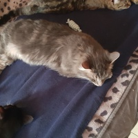 photo de livraison pour Des Cœurs pour les Pattes du 93