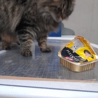 photo de livraison pour Chiens, Chats et Cie