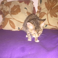 photo de livraison pour Pour l'Amour des Chats