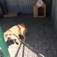 photo de livraison pour Save & Hope for Dogs