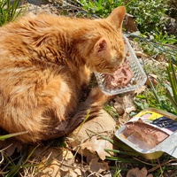 photo de livraison pour Cat Miaou