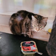 photo de livraison pour L'Amour des Chats 52