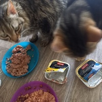 photo de livraison pour Les Pattounes de l'Espoir