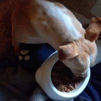 photo de livraison pour Raggie Dog Retreat