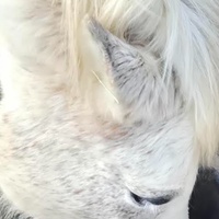 photo de livraison pour 4 Sabots et un Fer