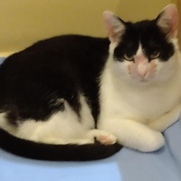 photo de livraison pour Cœur Animal