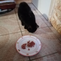 photo de livraison pour Chat de Gout'hier sans Toit